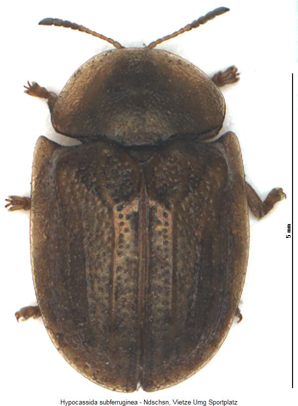 hypocassida_subferruginea_hab.jpg