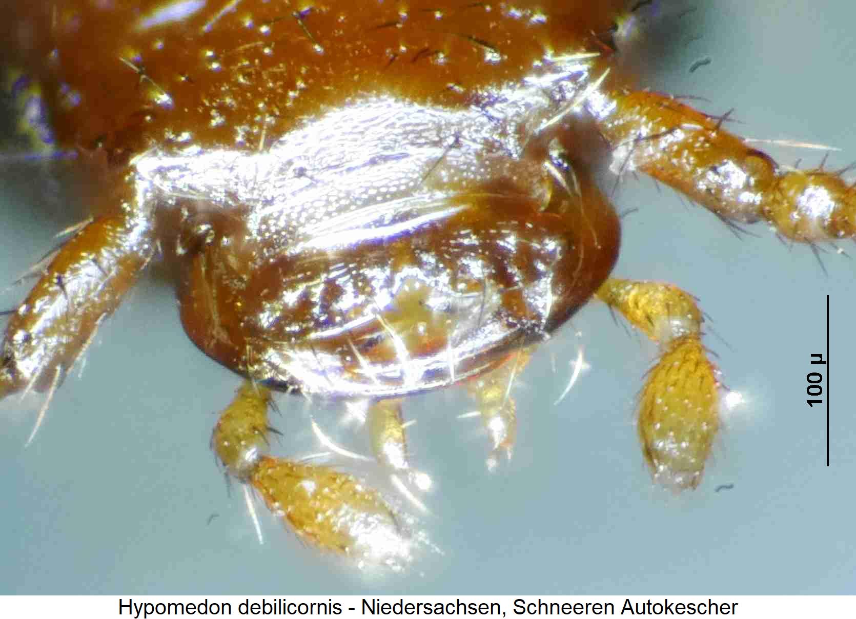 hypomedon_debilicornis_k.jpg
