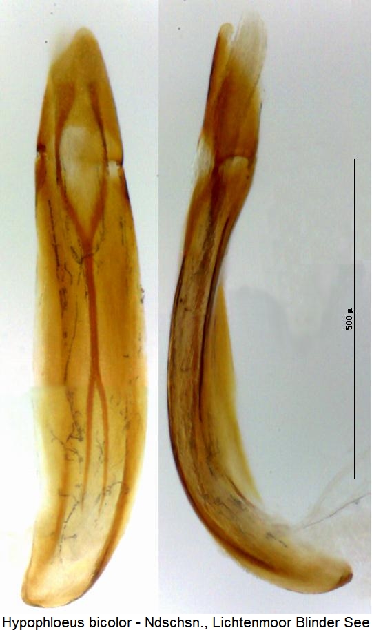 hypophloeus_bicolor.jpg