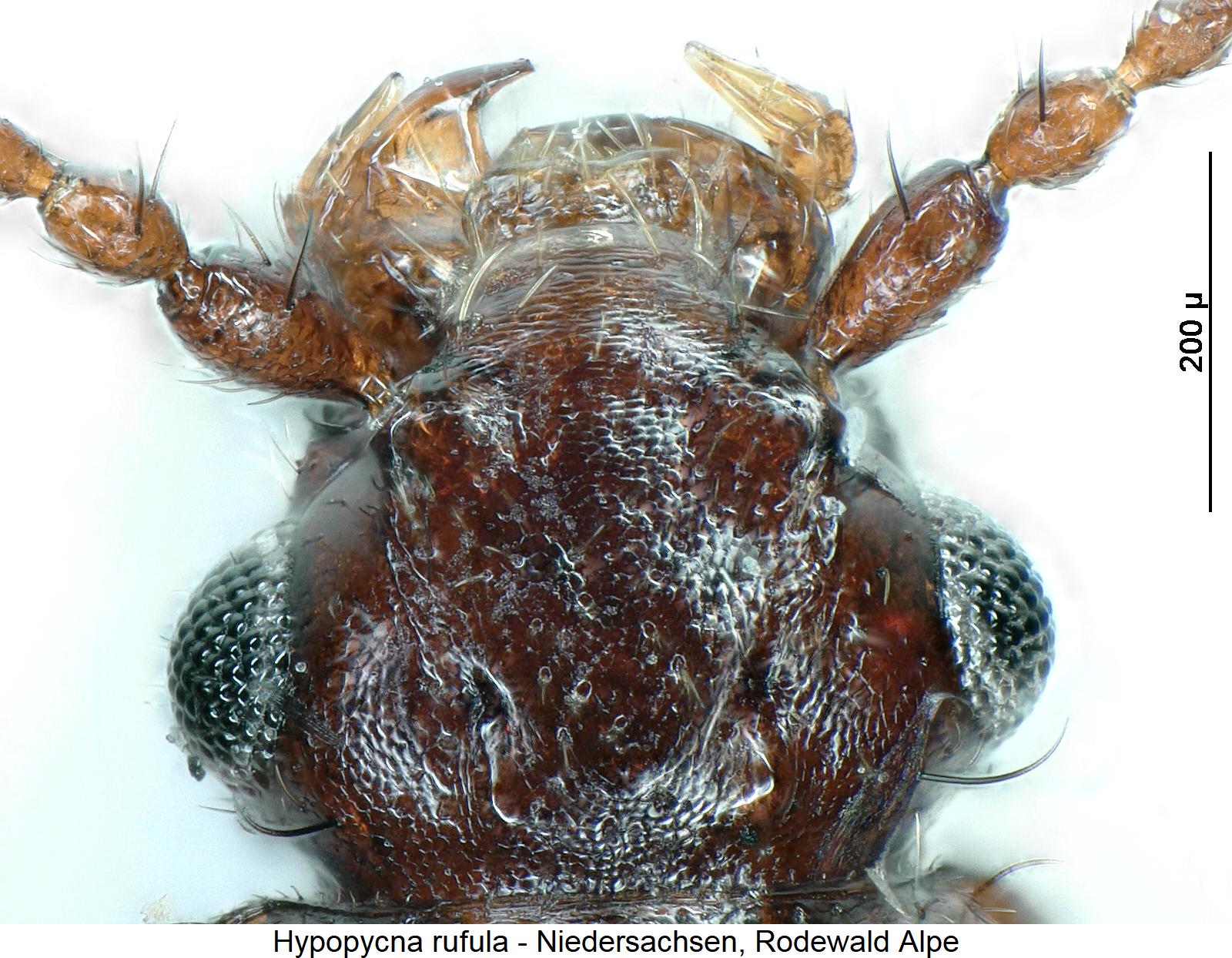 hypopycna_rufula_k.jpg