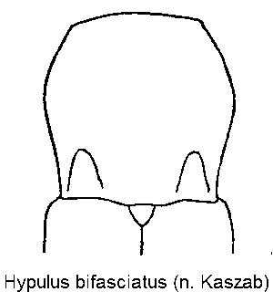 hypulus_bifasciatus_hsch.gif