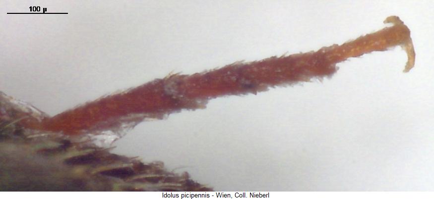 idolus_picipennis_htr.jpg