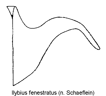 ilybius_fenestratus_hbr.gif