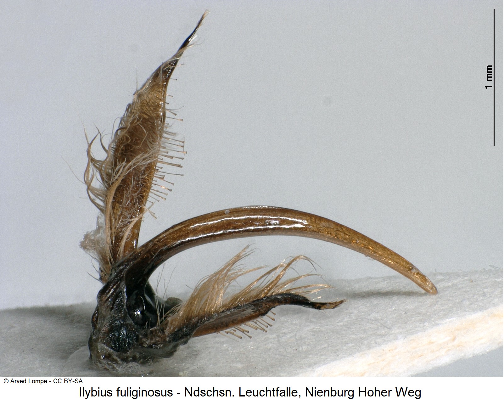 ilybius_fuliginosus_ck36401025.jpg