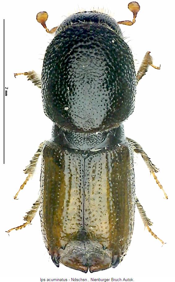 ips_acuminatus_hab.jpg
