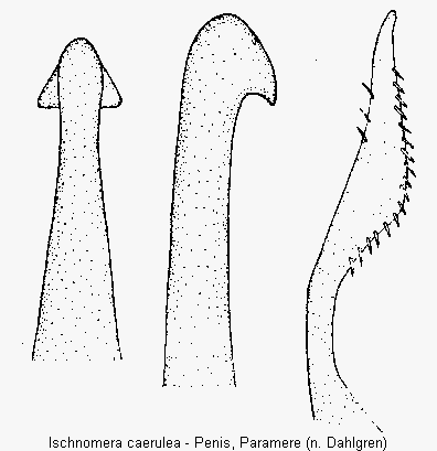 ischnomera_caerulea.gif