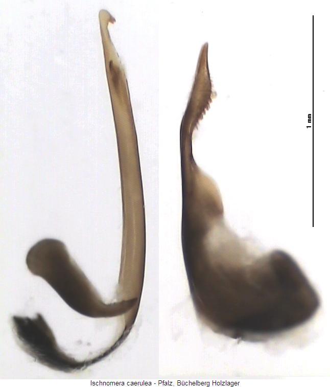 ischnomera_caerulea.jpg