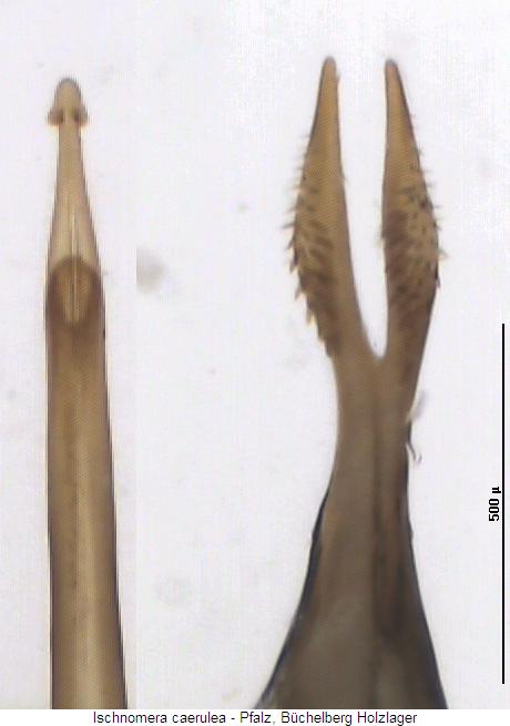 ischnomera_caerulea2.jpg