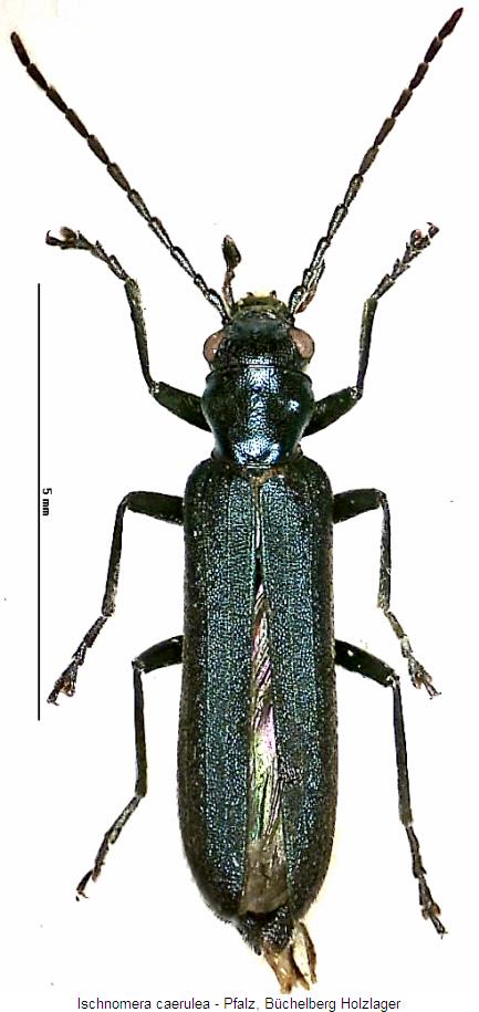ischnomera_caerulea_hab.jpg