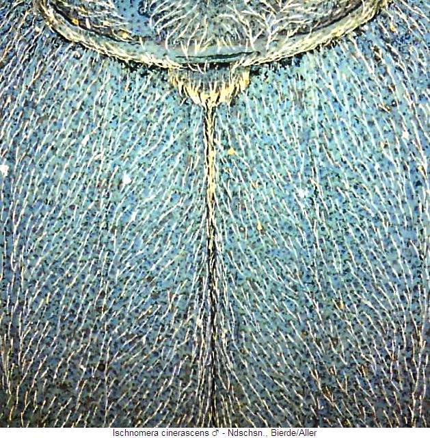 ischnomera_cinerascens_fld.jpg