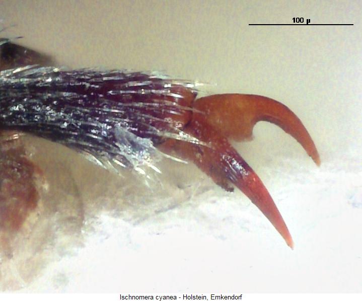 ischnomera_cyanea_mtr.jpg