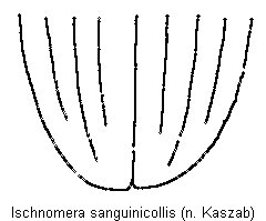 ischnomera_sanguinicollis_fld.gif