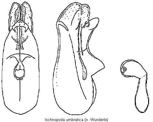 ischnopoda_umbratica.gif