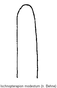 ischnopterapion_modestum.gif