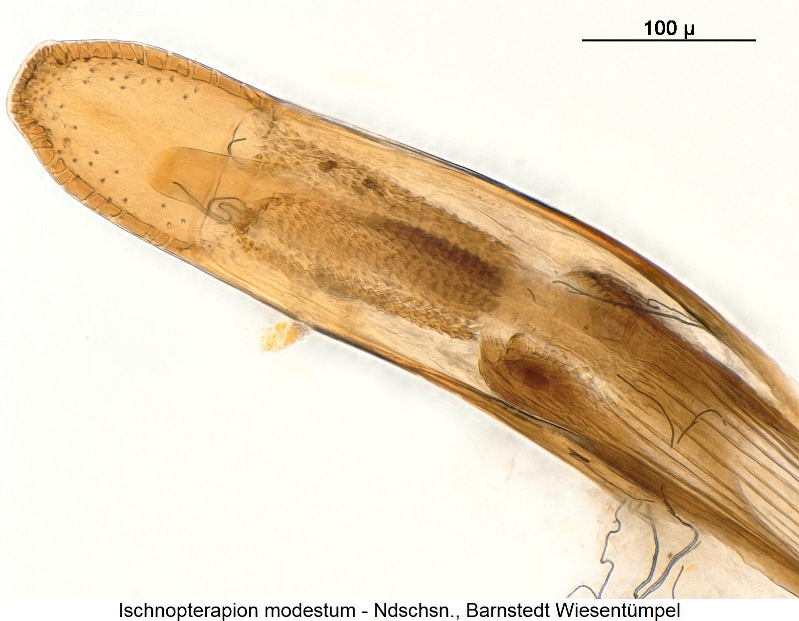 ischnopterapion_modestum_detail.jpg