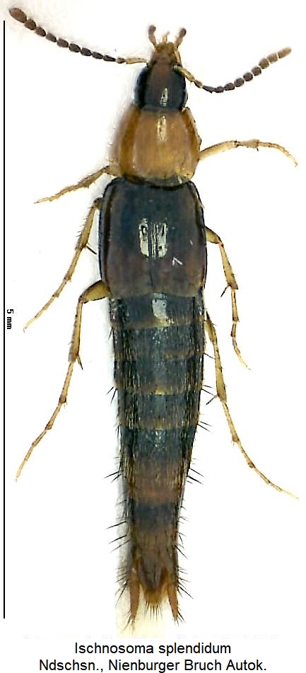 ischnosoma_splendidum_hab.jpg