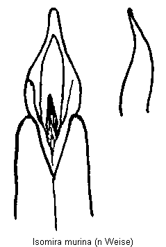 isomira_murina.gif