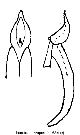 isomira_ochropus.gif