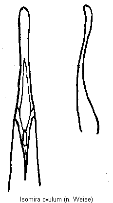 isomira_ovulum.gif