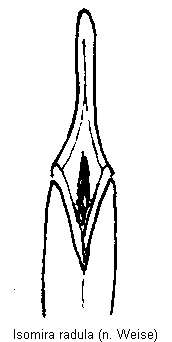isomira_radula.gif