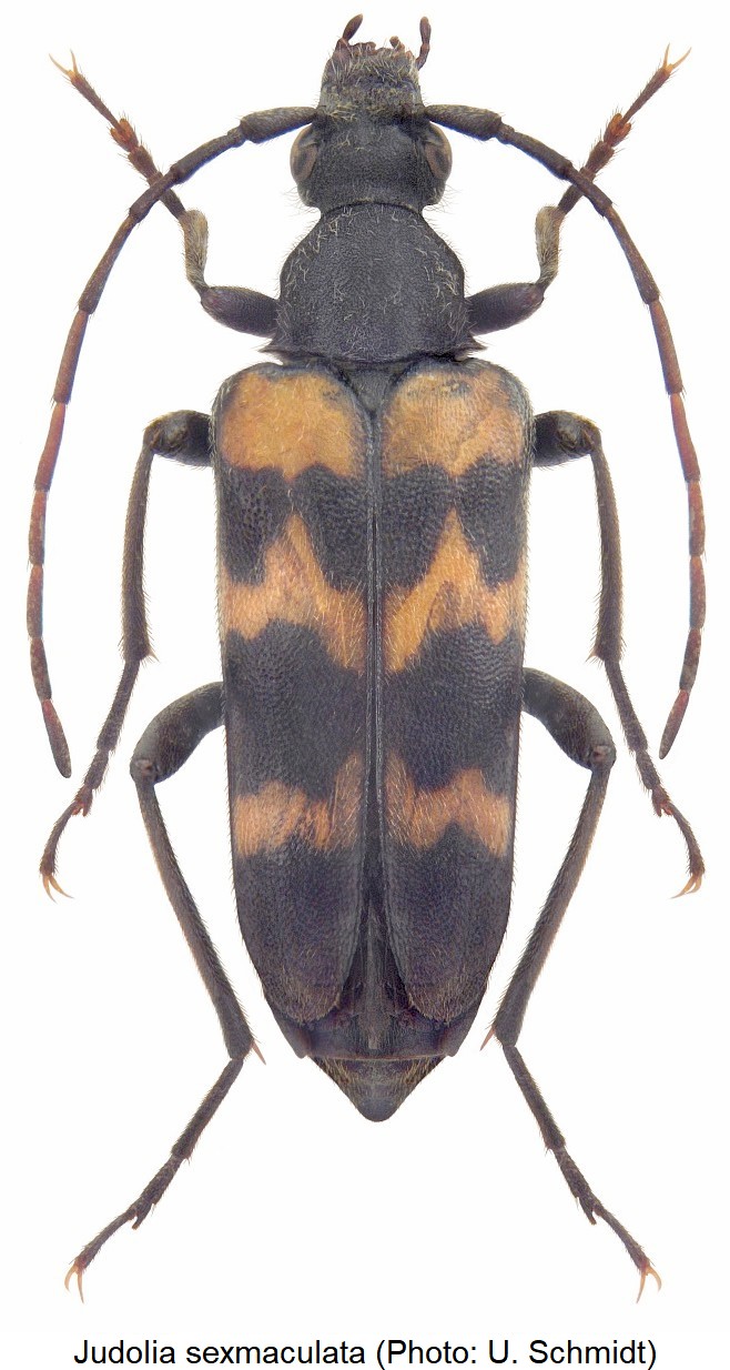 judolia_sexmaculata_hab.jpg