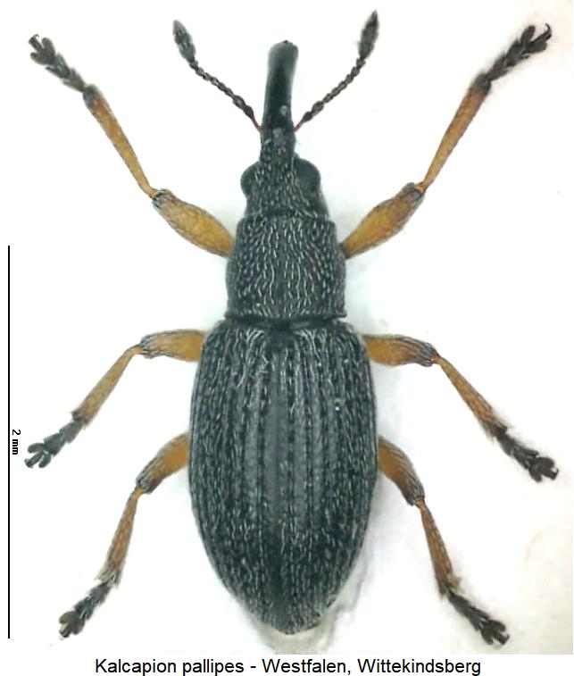 kalcapion_pallipes_hab.jpg