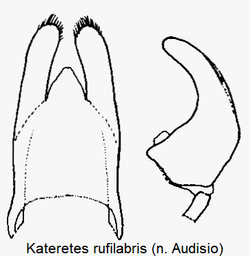 kateretes_rufilabris.gif