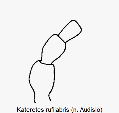 kateretes_rufilabris_f1.gif