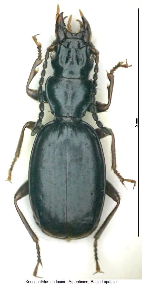 kenodactylus_audouini_hab.jpg