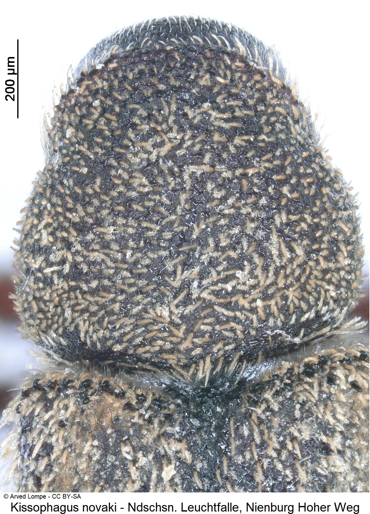 kissophagus_novaki_hsch.jpg