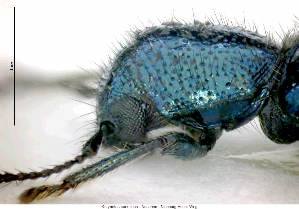 korynetes_caeruleus_vk.jpg