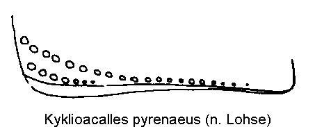 kyklioacalles_pyrenaeus_sa.gif