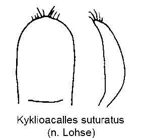kyklioacalles_suturatus.gif