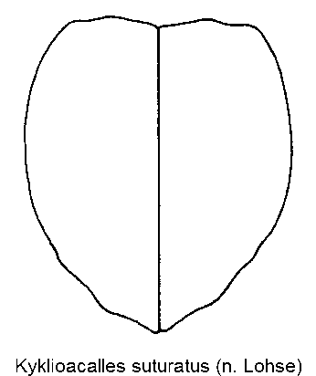 kyklioacalles_suturatus_fld.gif