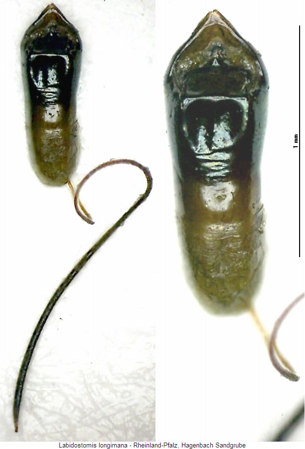 labidostomis_longimana.jpg