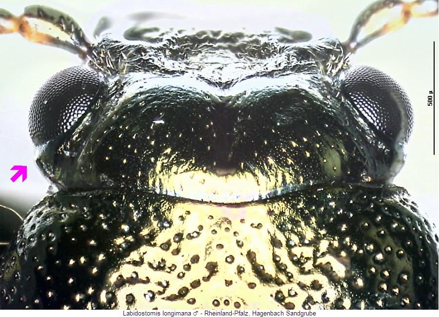 labidostomis_longimana_schlaefen.jpg
