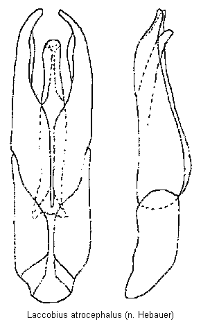 laccobius_atrocephalus.gif