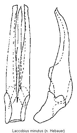 laccobius_minutus.gif