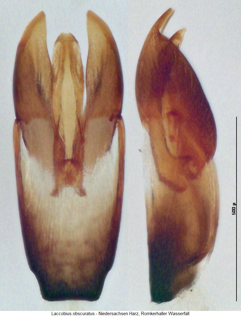 laccobius_obscuratus.jpg