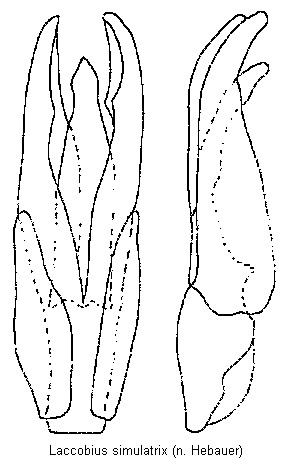 laccobius_simulatrix.gif