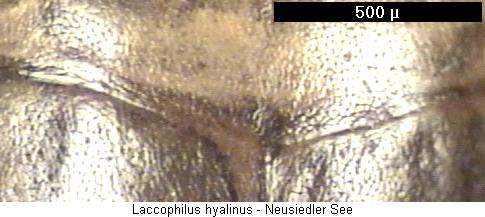 laccophilus_hyalinus_hsch.jpg