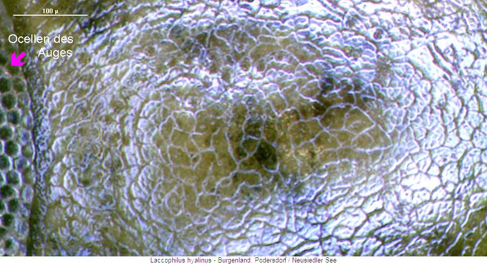 laccophilus_hyalinus_ms.jpg