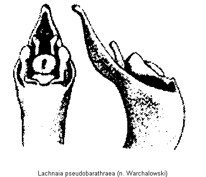 lachnaia_pseudobarathraea.gif