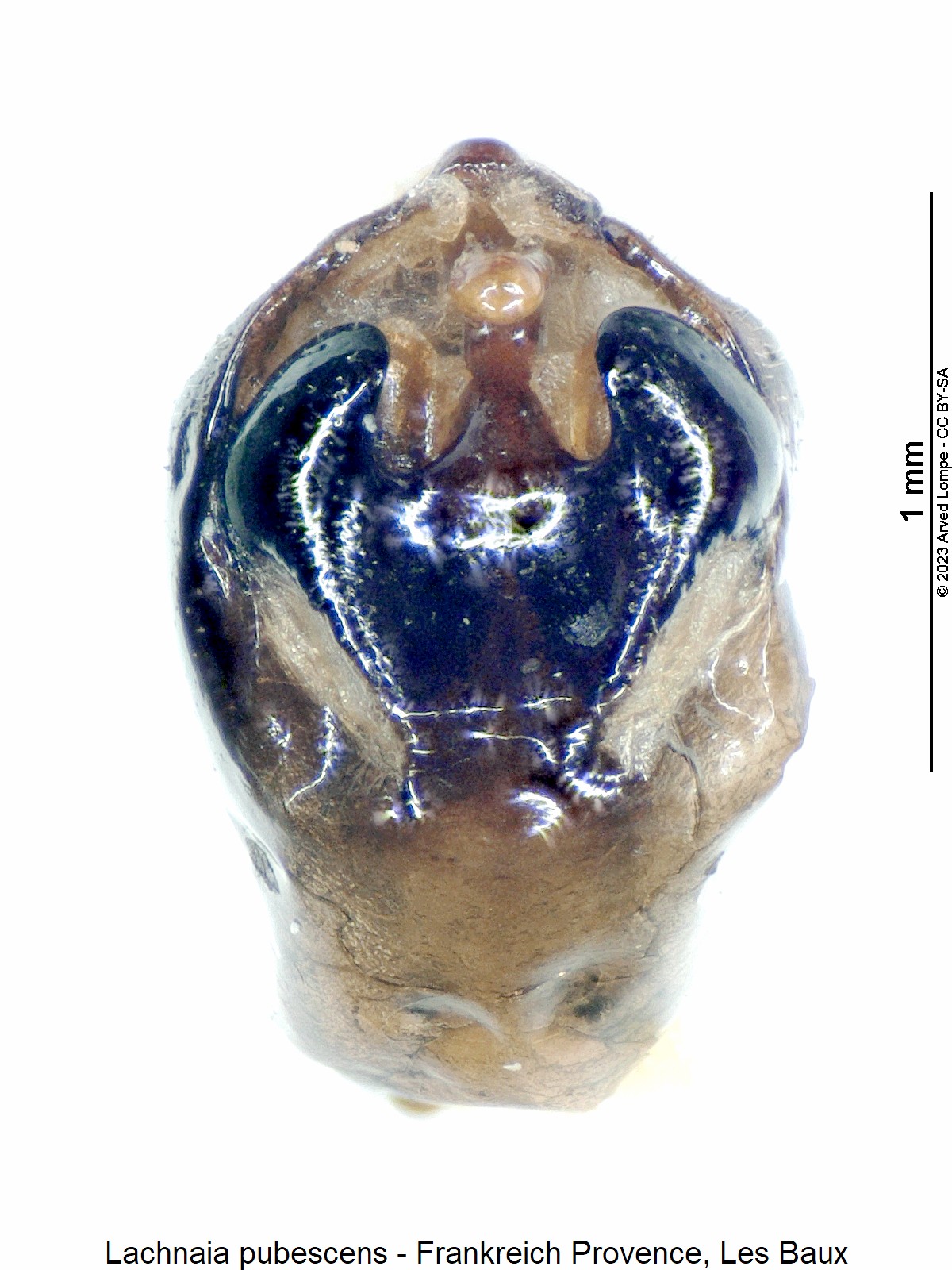lachnaia_pubescens1.jpg