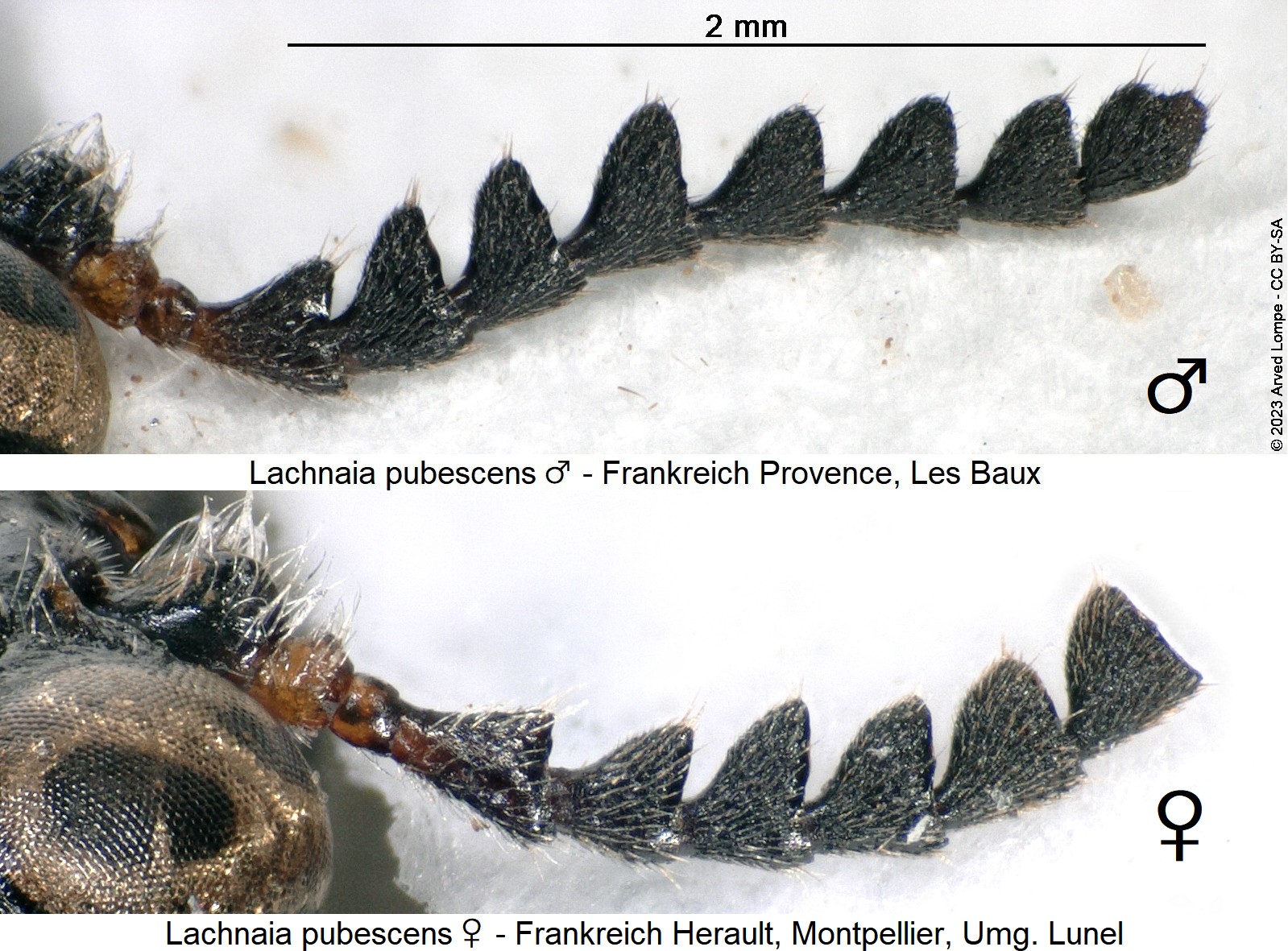 lachnaia_pubescens_f.jpg