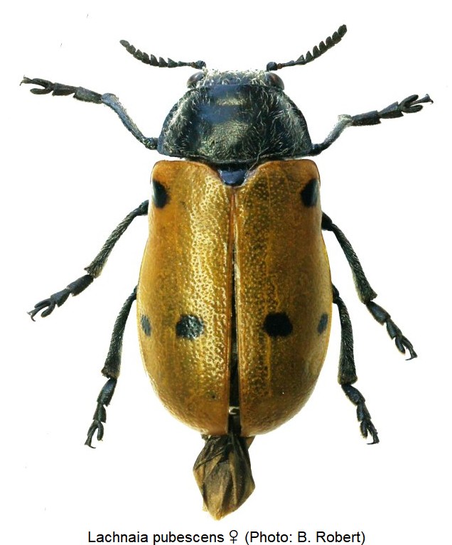 lachnaia_pubescens_w_hab.jpg