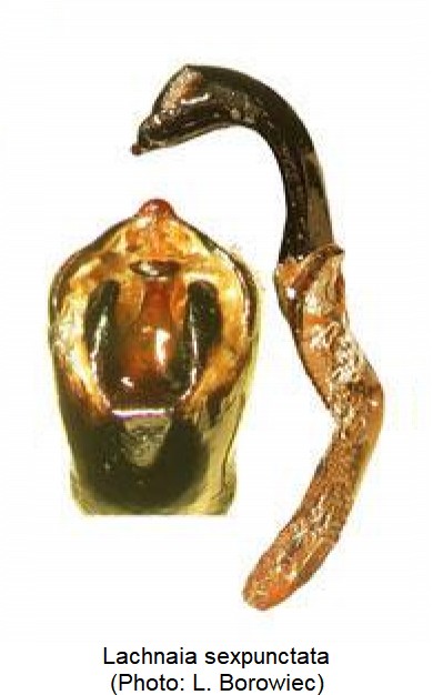lachnaia_sexpunctata1.jpg