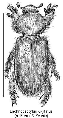 lachnodactylus_digitatus_hab.jpg