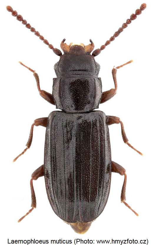 laemophloeus_muticus_hab.jpg