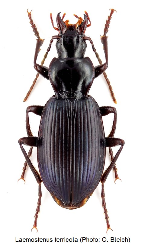 laemostenus_terricola_hab.jpg